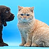 cat, dog, puppy, kitten, animal, pet, sitting, portrait, blue_background, orange_tabby, black_dog, fluffy, fur, whiskers, pointed_ears, blue_eyes, indoor, studio, cute, companionship