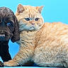Pumpkin participe au concours pour gagner de l'argent avec cette photo : cat, dog, kitten, puppy, orange_cat, dark_dog, fluffy, blue_eyes, whiskers, fur, portrait, close_up, animals, pet, sitting, indoor, blue_background, cute, companions, studio_photo