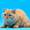 Pumpkin a rejoint le concours — aidez-le/la à gagner de superbes lots ! cat, orange_cat, kitten, feline, animal, pet, portrait, sitting, crouching, blue_background, studio, whiskers, ears, eyes, fur, tabby, cute, closeup, looking_at_camera, indoor