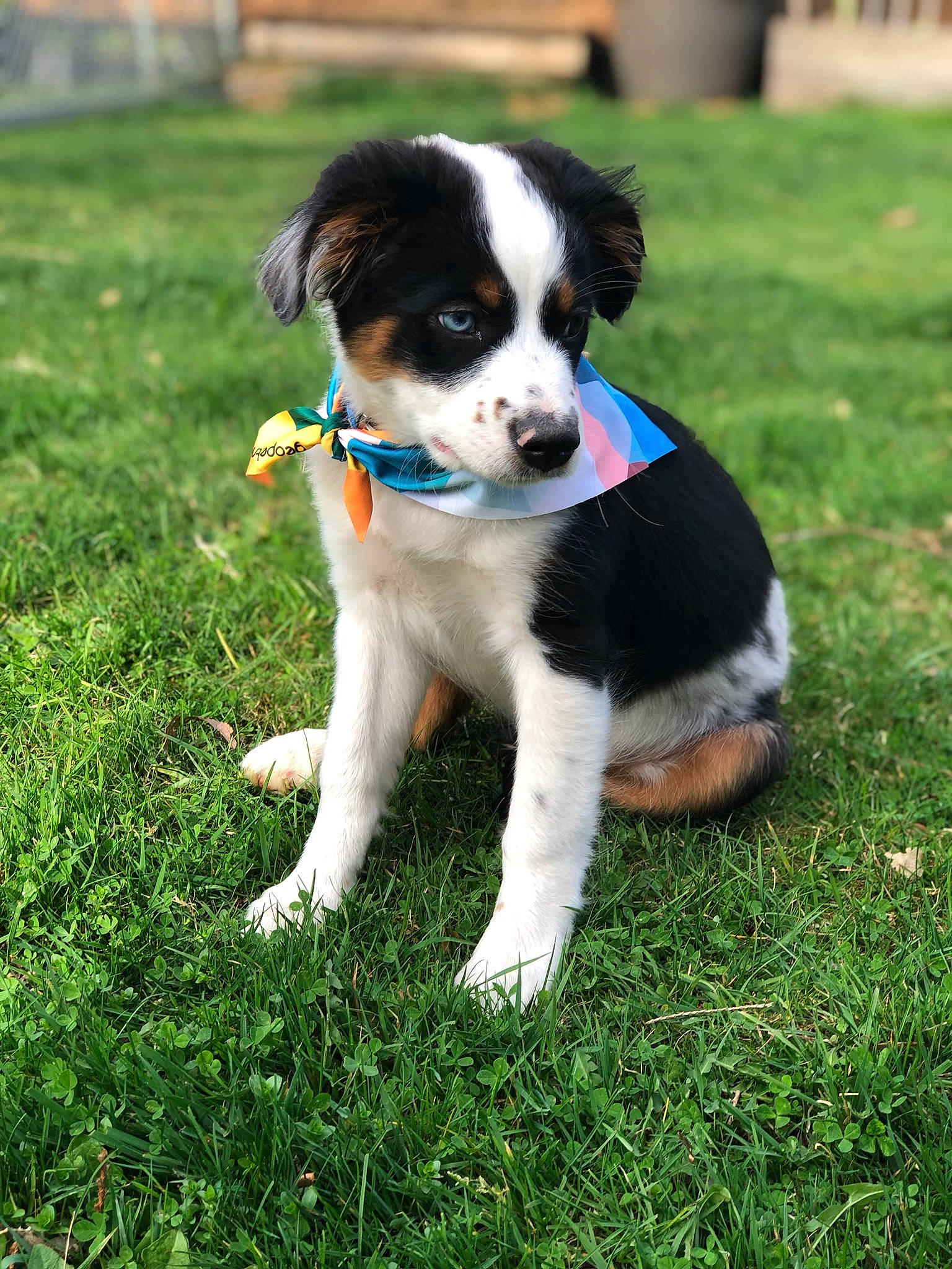 Finley is registered to the contest to win money with this photo: australian_collie, australian_shepherd, border_collie, canidae, carnivore, companion_dog, danish_swedish_farmdog, dog, dog_breed, english_shepherd, grass, mammal, miniature_australian_shepherd, puppy, rare_breed_dog, sporting_group, stabyhoun, vertebrate, welsh_sheepdog, working_dog