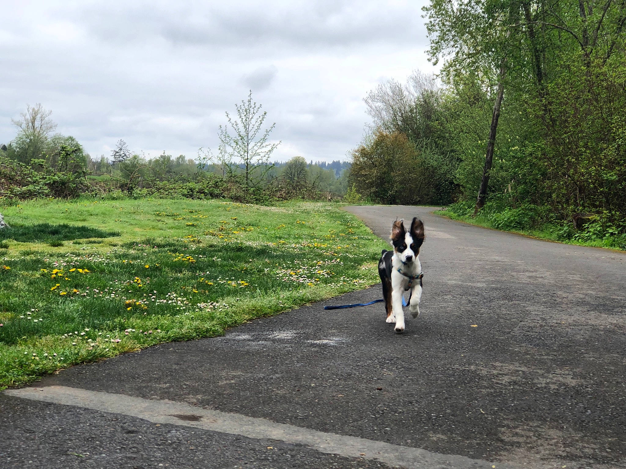 Finley is registered to the contest to win money with this photo: border_collie, canidae, carnivore, companion_dog, dog, dog_breed, dog_walking, english_springer_spaniel, grass, leash, natural_environment, park, road, rural_area, sporting_group, spring, stabyhoun, trail, tree, walking