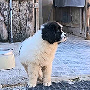 Baby a rejoint le concours — aidez-le/la à gagner de superbes lots ! puppy, dog, black_and_white, fluffy, outdoor, curious, standing, wood, stone, pavement, rustic, young, pet, canine, animal, fur, side_view, daylight, nature, small