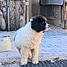 puppy, dog, black_and_white, fluffy, outdoor, curious, standing, wood, stone, pavement, rustic, young, pet, canine, animal, fur, side_view, daylight, nature, small