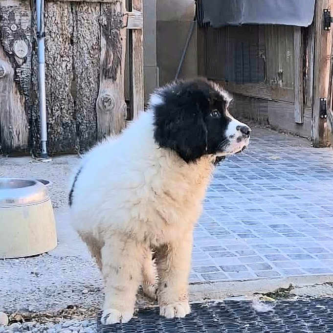 Baby a rejoint le concours — aidez-le/la à gagner de superbes lots ! puppy, dog, black_and_white, fluffy, outdoor, curious, standing, wood, stone, pavement, rustic, young, pet, canine, animal, fur, side_view, daylight, nature, small
