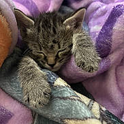 Papas joined the competition — help win amazing prizes! kitten, tabby, cat, sleeping, paw, blanket, soft, cozy, fur, animal, pet, cute, resting, snuggle, purple, comfort, young, feline, domestic_cat, warm