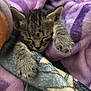kitten, tabby, cat, sleeping, paw, blanket, soft, cozy, fur, animal, pet, cute, resting, snuggle, purple, comfort, young, feline, domestic_cat, warm