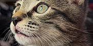 Papas is registered to the contest to win money with this photo: kitten, cat, close_up, profile, whiskers, fur, eyes, tabby, pet, animal, cute, domestic_cat, mammal, feline, young, indoor, soft_focus, portrait, nature, curious