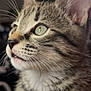 kitten, cat, close_up, profile, whiskers, fur, eyes, tabby, pet, animal, cute, domestic_cat, mammal, feline, young, indoor, soft_focus, portrait, nature, curious