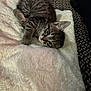 kitten, cat, tabby, pet, feline, animal, cute, sleeping, resting, blanket, bed, fur, whiskers, indoor, cozy, soft, pattern, young, small, curious