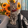 cat, kitten, bow_tie, sunflowers, couch, pillow, indoor, pet, animal, feline, striped, ears, whiskers, curtain, flower, sitting, close_up, domestic, cute, portrait