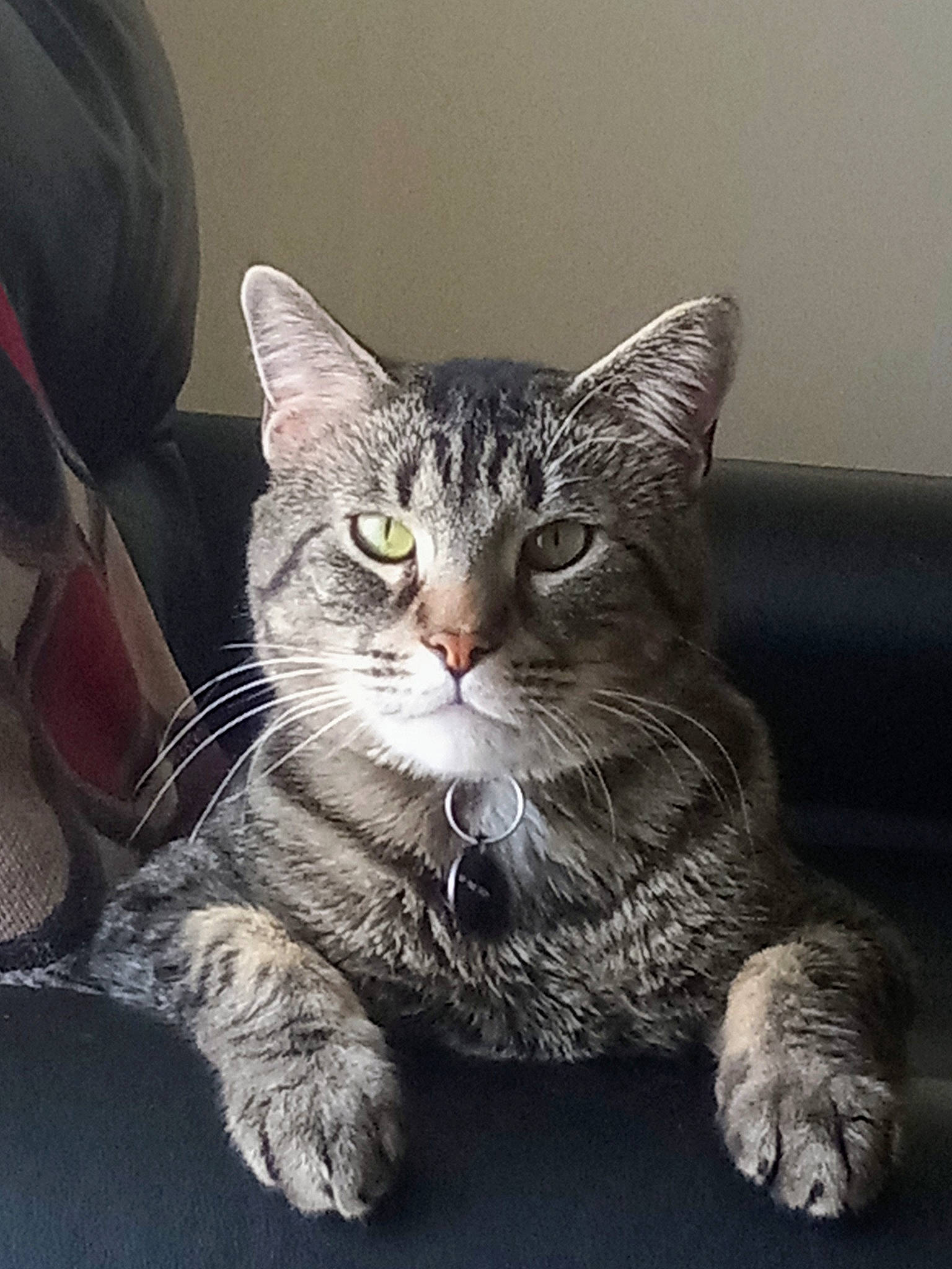 Cody is registered to the contest to win money with this photo: carnivore, cat, claw, comfort, domestic_short_haired_cat, felidae, fur, grey, paw, photo_caption, sitting, small_to_medium_sized_cats, snout, tail, terrestrial_animal, whiskers, window