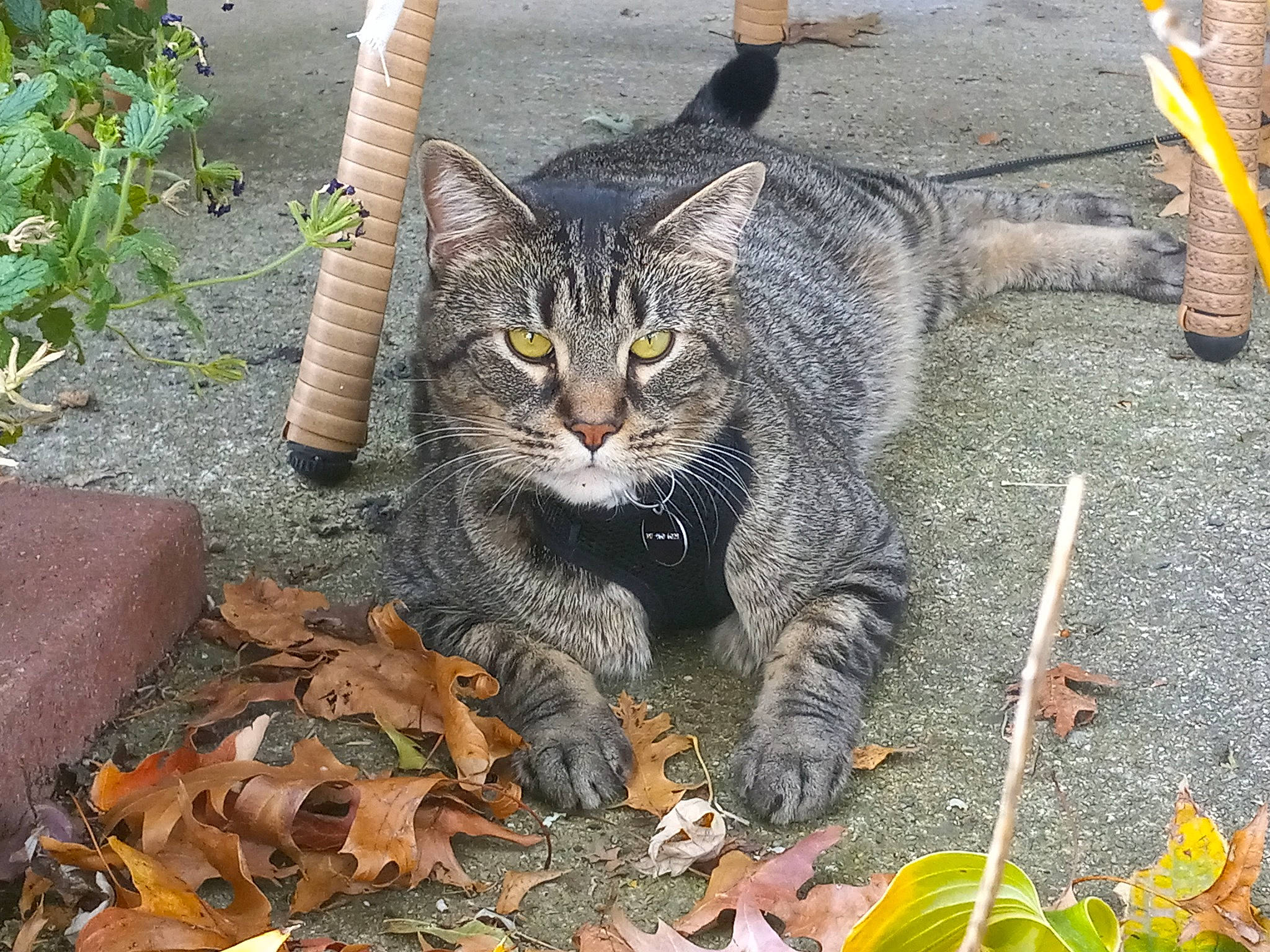 Cody joined the competition — help win amazing prizes! carnivore, cat, claw, domestic_short_haired_cat, felidae, fur, grass, paw, photo_caption, plant, road_surface, sitting, small_to_medium_sized_cats, snout, soil, tail, terrestrial_animal, tree, whiskers, wildlife