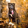 autumn, bokeh, brindle, canine, dog, foliage, forest, happy, leaves, nature, nose, outdoors, pet_photography, portrait, seasonal, shallow_depth_of_field, sitting, tongue_out, tree_trunk, white_chest