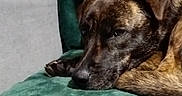 Inaya participe au concours pour gagner de l'argent avec cette photo : animal, blanket, brindle_dog, calm, close_up, couch, dog, fur, green_velvet, home, indoor, living_room, nose, paw, pet, portrait, resting, sleeping_dog, tired, upholstery
