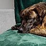 animal, blanket, brindle_dog, calm, close_up, couch, dog, fur, green_velvet, home, indoor, living_room, nose, paw, pet, portrait, resting, sleeping_dog, tired, upholstery