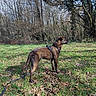 alert, bark, brindle_coat, canine, dog, fallen_leaves, field, forest, grass, harness, leash, nature, outdoor, park, pet, profile, standing, sunlight, trees, undergrowth
