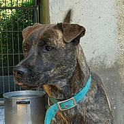 Inaya participe au concours pour gagner de l'argent avec cette photo : brindle_coat, brown, canine, close_up, concrete_wall, dog, domestic_animal, ear, eyes, kennel, metal_pot, outdoor, pet, portrait, sitting, snout, tiled_floor, turquoise_collar, water_bowl, wire_fence