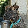 brindle_coat, brown, canine, close_up, concrete_wall, dog, domestic_animal, ear, eyes, kennel, metal_pot, outdoor, pet, portrait, sitting, snout, tiled_floor, turquoise_collar, water_bowl, wire_fence