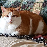 Butterscotch is registered to the contest to win money with this photo: aegean_cat, american_wirehair, asian, carnivore, cat, domestic_short_haired_cat, european_shorthair, fawn, felidae, fur, german_rex, mammal, small_to_medium_sized_cats, tail, whiskers