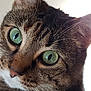 Gimpy is registered to the contest to win money with this photo: aegean_cat, american_wirehair, asian, australian_mist, carnivore, cat, close_up, domestic_short_haired_cat, european_shorthair, eye, felidae, fur, iris, mammal, nose, small_to_medium_sized_cats, snout, tabby_cat, vertebrate, whiskers