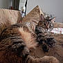 Gimpy joined the competition — help win amazing prizes! american_curl, asian, british_semi_longhair, carnivore, cat, domestic_long_haired_cat, domestic_short_haired_cat, dragon_li, european_shorthair, felidae, fur, kitten, maine_coon, mammal, norwegian_forest_cat, pixie_bob, small_to_medium_sized_cats, tabby_cat, vertebrate, whiskers