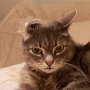 Bella is registered to the contest to win money with this photo: american_curl, asian, asian_semi_longhair, british_semi_longhair, carnivore, cat, domestic_long_haired_cat, domestic_short_haired_cat, european_shorthair, felidae, fur, kitten, mammal, norwegian_forest_cat, ragamuffin, siberian, small_to_medium_sized_cats, snout, vertebrate, whiskers