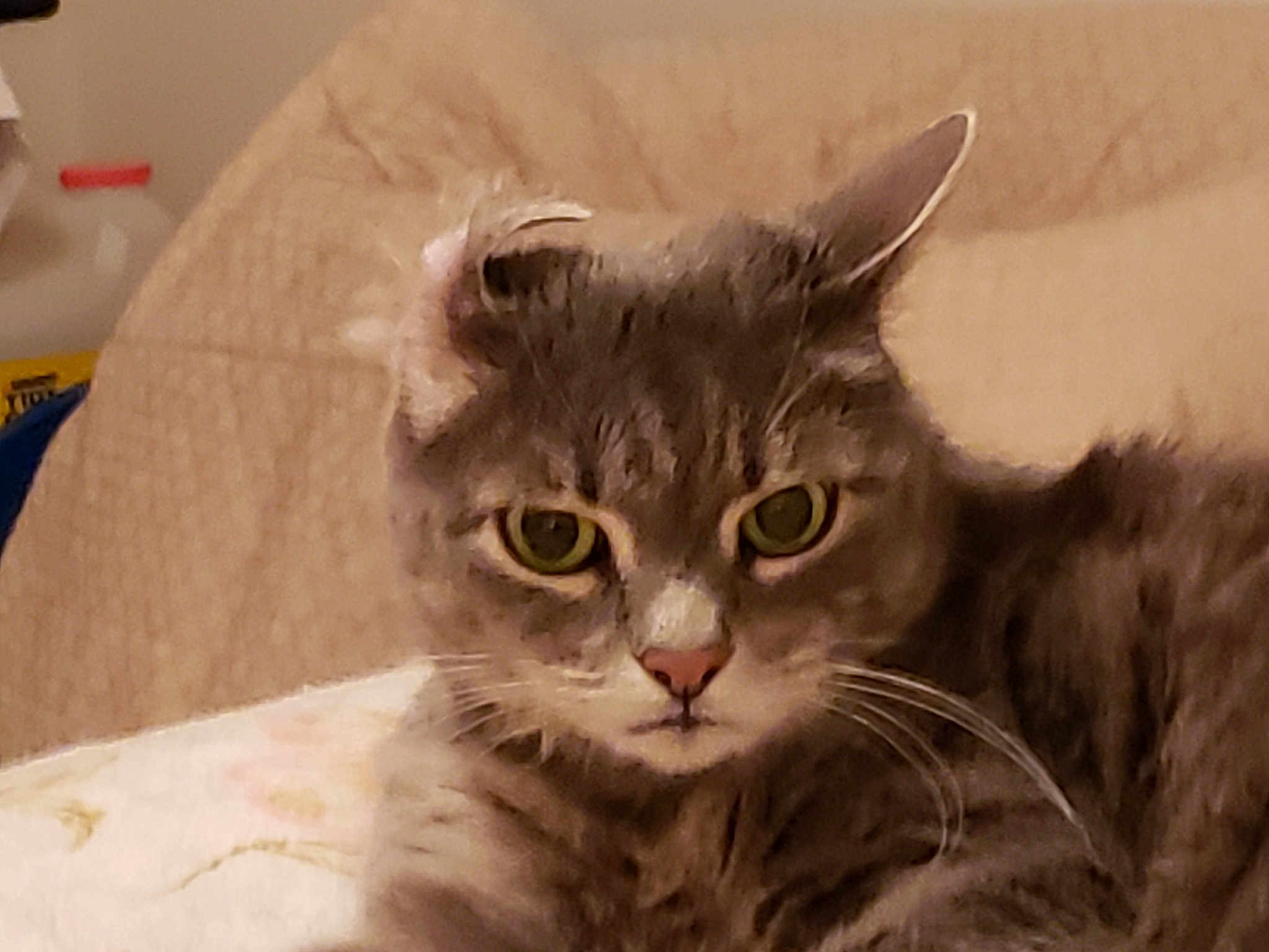 Bella