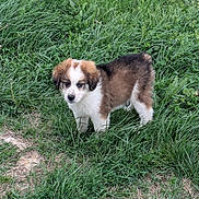 Buddy is registered to the contest to win money with this photo: puppy, dog, grass, outdoor, animal, cute, pet, young, nature, greenery, field, fur, canine, adorable, mammal, eyes, standing, curious, brown, white