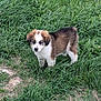 puppy, dog, grass, outdoor, animal, cute, pet, young, nature, greenery, field, fur, canine, adorable, mammal, eyes, standing, curious, brown, white