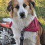 Buddy joined the competition — help win amazing prizes! dog, bandana, outdoor, grass, leash, pet, canine, fur, collar, portrait, animal, mammal, brown, white, black, sitting, cute, friendly, nature, sunlight