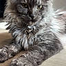 cat, gray_cat, fluffy_fur, long_hair, animal, pet, indoor, relaxed, ears, whiskers, collar, wooden_surface, portrait, feline, close_up, cute, domestic_animal, resting, fur_texture, looking_at_camera
