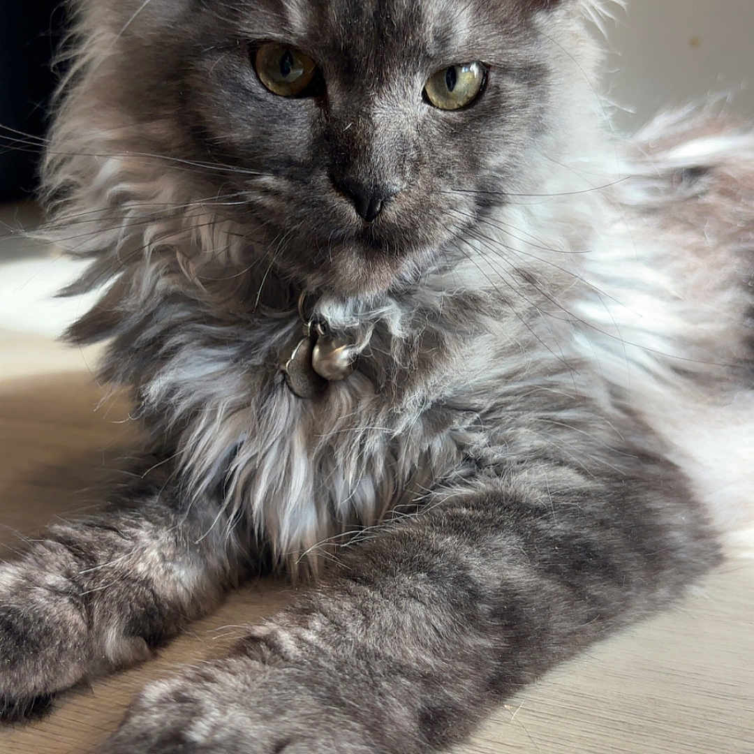 Lilly joined the competition — help win amazing prizes! cat, gray_cat, fluffy_fur, long_hair, animal, pet, indoor, relaxed, ears, whiskers, collar, wooden_surface, portrait, feline, close_up, cute, domestic_animal, resting, fur_texture, looking_at_camera