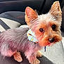 dog, pet, small_dog, yorkshire_terrier, fur, ears, collar, car_seat, sunlight, cute, animal, indoor, portrait, looking_up, companion, domestic_animal, fluffy, sitting, adorable, closeup