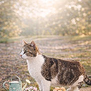 Timon participe au concours pour gagner de l'argent avec cette photo : cat, tabby, feline, pet, outdoor, garden, watering_can, planter, daisies, roses, stone_wall, sunlight, bokeh, portrait, fur, green_eyes, whiskers, paws, spring, decor