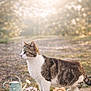 cat, tabby, feline, pet, outdoor, garden, watering_can, planter, daisies, roses, stone_wall, sunlight, bokeh, portrait, fur, green_eyes, whiskers, paws, spring, decor