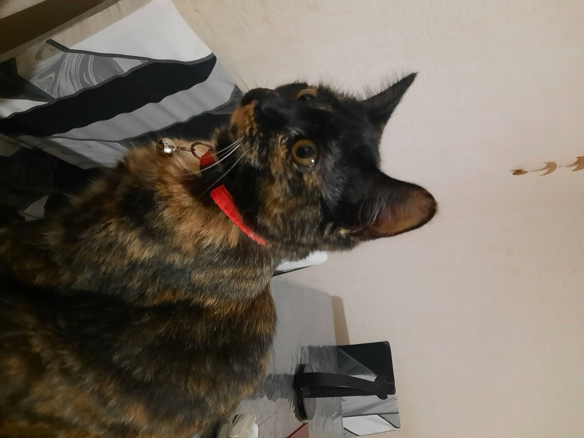 Caline participe au concours pour gagner de l'argent avec cette photo : black_cat, canidae, carnivore, cat, claw, collar, dog_breed, domestic_short_haired_cat, ear, felidae, fur, small_to_medium_sized_cats, snout, sporting_group, tail, terrestrial_animal, whiskers