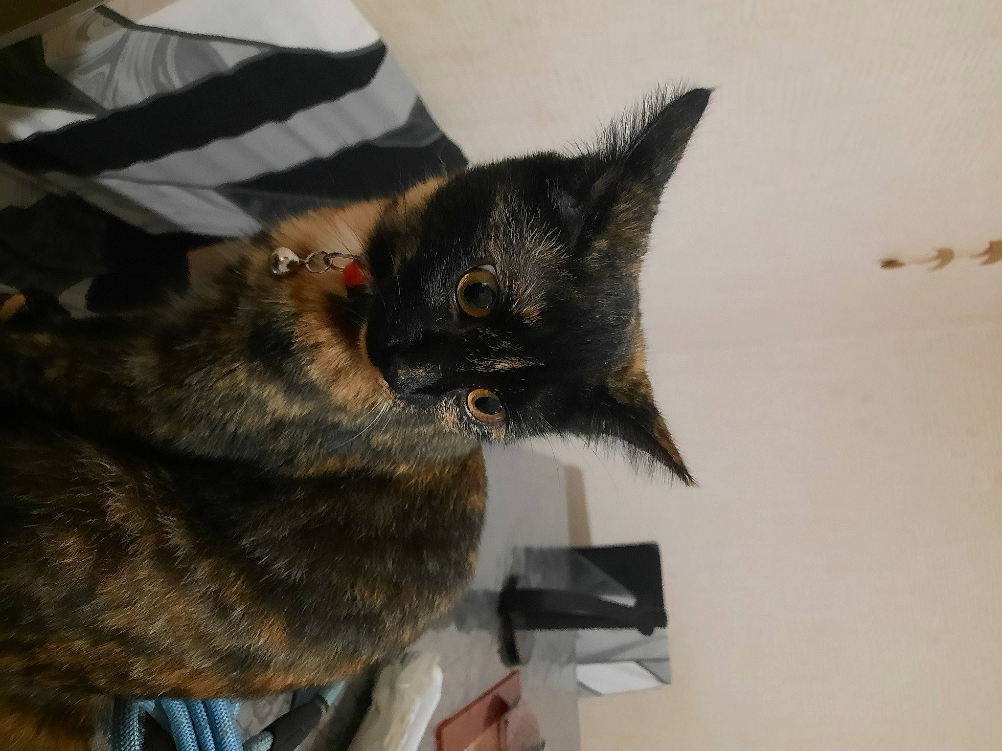 Caline participe au concours pour gagner de l'argent avec cette photo : black_cat, carnivore, cat, claw, comfort, domestic_short_haired_cat, ear, felidae, fur, gesture, mammal, paw, small_to_medium_sized_cats, snout, tail, vertebrate, whiskers