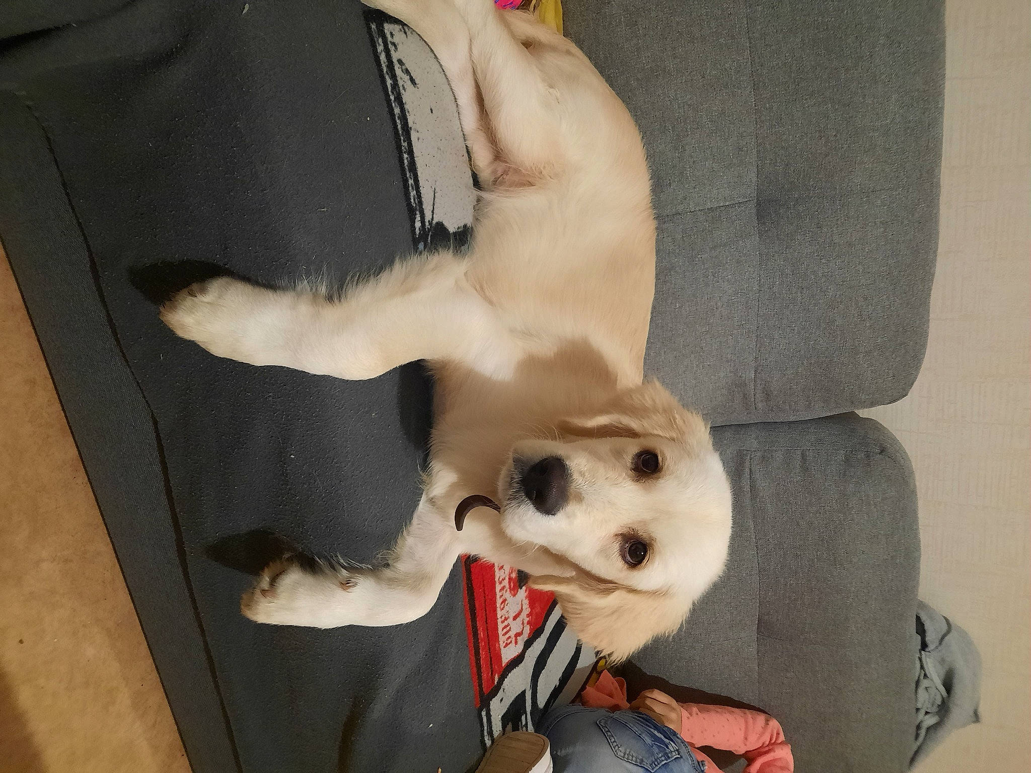 Tommy a rejoint le concours — aidez-le/la à gagner de superbes lots ! canidae, carmine, carnivore, comfort, companion_dog, dog, dog_breed, fawn, fur, gesture, non_sporting_group, pet_supply, plush, smile, snout, sporting_group, stuffed_toy, toy, working_animal, wrist