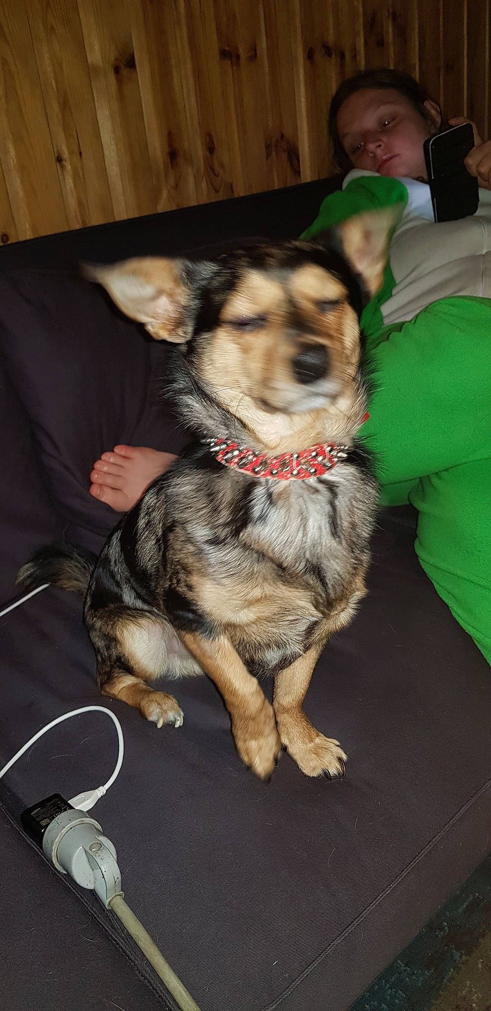 Romeo participe au concours pour gagner de l'argent avec cette photo : canidae, carnivore, dog, dog_breed, fawn, mammal, person, rare_breed_dog, snout, swedish_vallhund, vertebrate