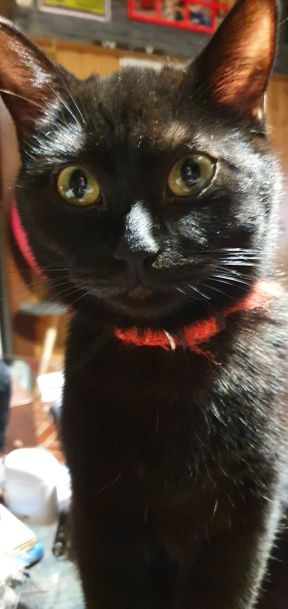 Gamora participe au concours pour gagner de l'argent avec cette photo : asian, black_cat, bombay, burmese, carnivore, cat, domestic_short_haired_cat, ear, eye, felidae, fur, german_rex, havana_brown, iris, korat, mammal, small_to_medium_sized_cats, snout, whiskers