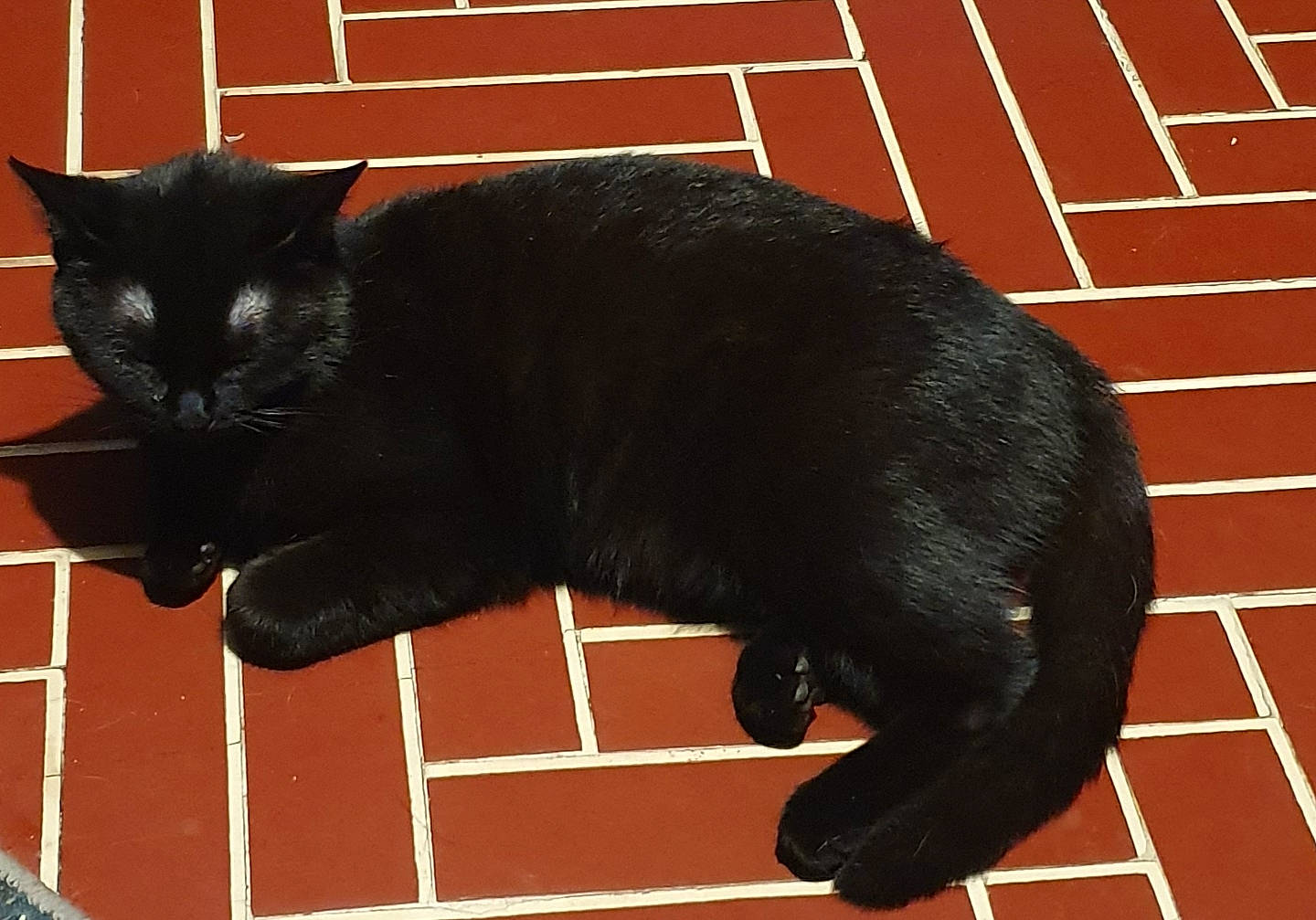 Gamora participe au concours pour gagner de l'argent avec cette photo : asian, black, black_cat, bombay, carnivore, cat, claw, domestic_short_haired_cat, felidae, mammal, paw, polydactyl_cat, small_to_medium_sized_cats, snout, tail, whiskers