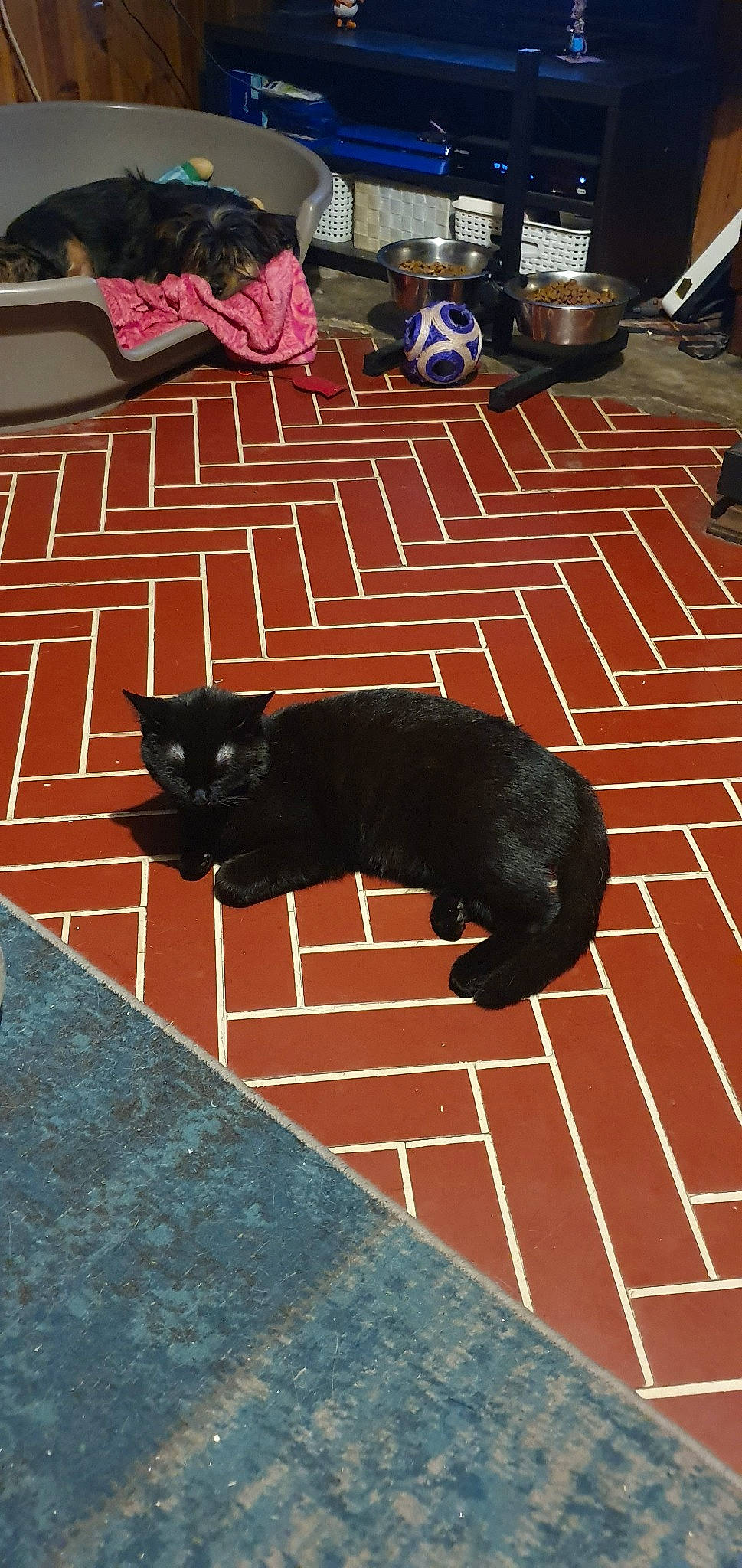 Gamora a rejoint le concours — aidez-le/la à gagner de superbes lots ! black, black_cat, bombay, brick, carnivore, cat, felidae, floor, flooring, small_to_medium_sized_cats, tail, tile, whiskers