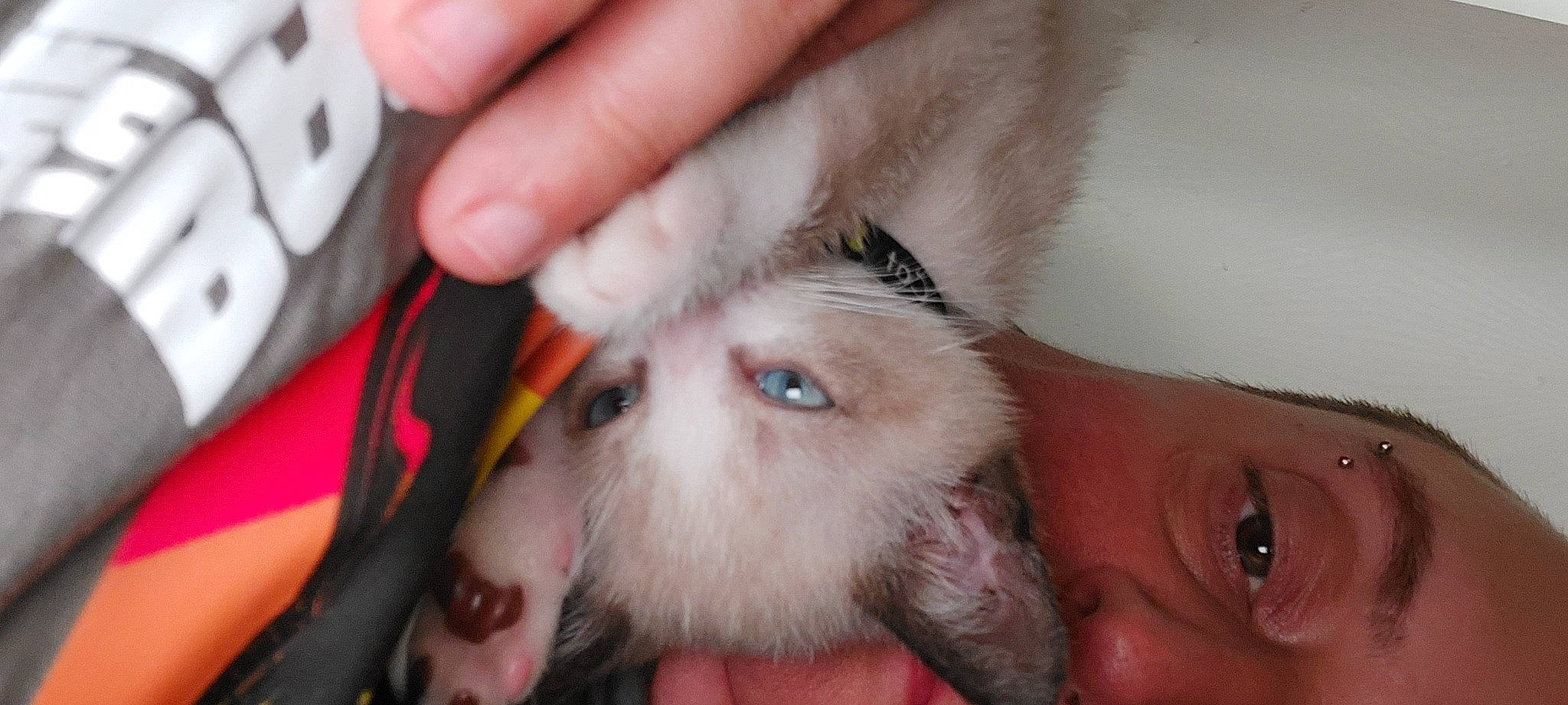 Stan Lee participe au concours pour gagner de l'argent avec cette photo : beard, cat, cheek, ear, eyebrow, eyelash, fawn, felidae, finger, fur, gesture, hand, iris, nail, nose, selfie, skin, small_to_medium_sized_cats, snout, whiskers