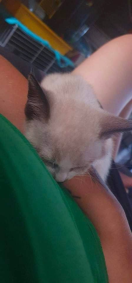 Stan Lee participe au concours pour gagner de l'argent avec cette photo : balinese, birman, carnivore, cat, claw, comfort, domestic_short_haired_cat, ear, fawn, felidae, fur, nap, siamese, small_to_medium_sized_cats, snout, tail, thai, whiskers