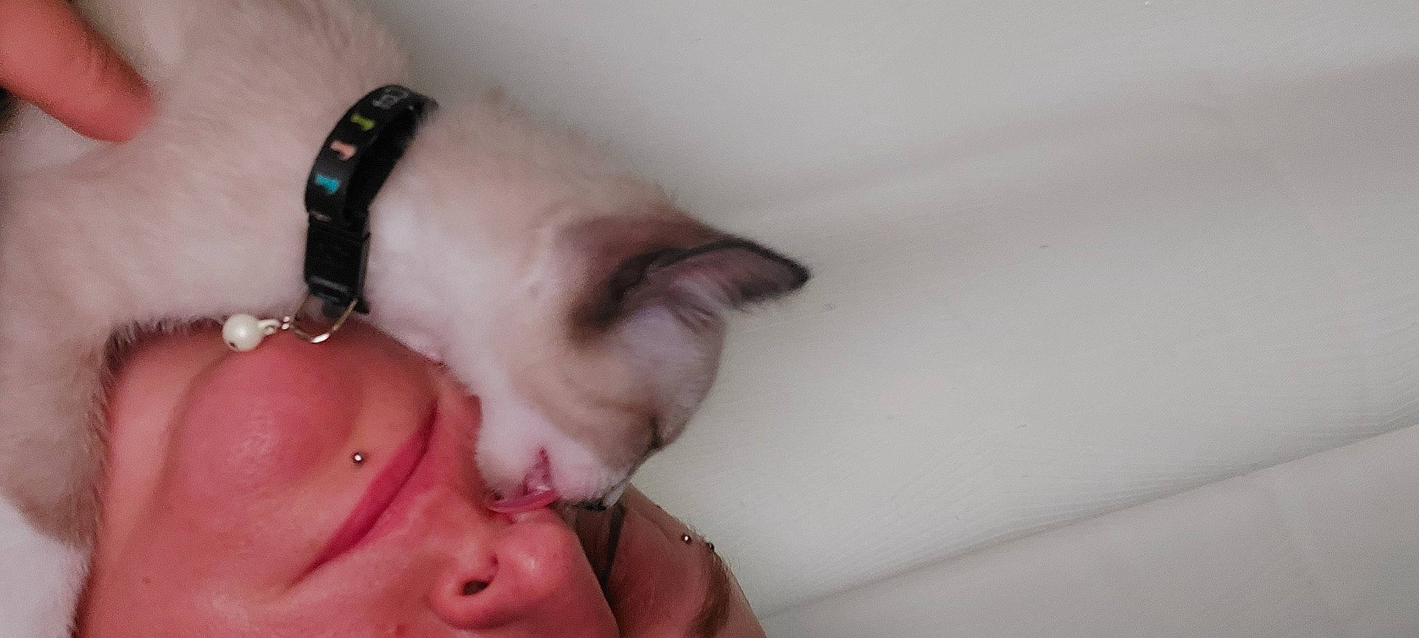 Stan Lee participe au concours pour gagner de l'argent avec cette photo : arm, beard, body_jewelry, carnivore, chest, dress, eyelash, fawn, finger, gesture, hand, human_body, jaw, mouth, neck, shoulder, skin, sunglasses, trunk, wrist