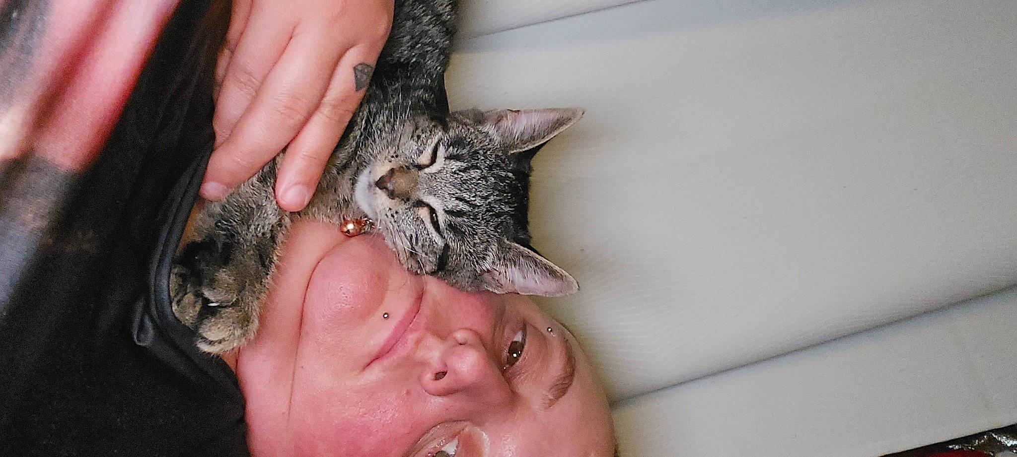 Pepper a rejoint le concours — aidez-le/la à gagner de superbes lots ! carnivore, cat, claw, comfort, domestic_short_haired_cat, ear, eyelash, felidae, finger, fur, gesture, hand, nail, paw, plant, skin, small_to_medium_sized_cats, snout, thumb, whiskers