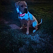 Toro a rejoint le concours — aidez-le/la à gagner de superbes lots ! dog, animal, collar, glowing, night, outdoor, grass, canine, pet, sitting, dark, blue_light, evening, field, muzzle, tail, ears, alert, quiet, nature