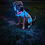 dog, animal, collar, glowing, night, outdoor, grass, canine, pet, sitting, dark, blue_light, evening, field, muzzle, tail, ears, alert, quiet, nature
