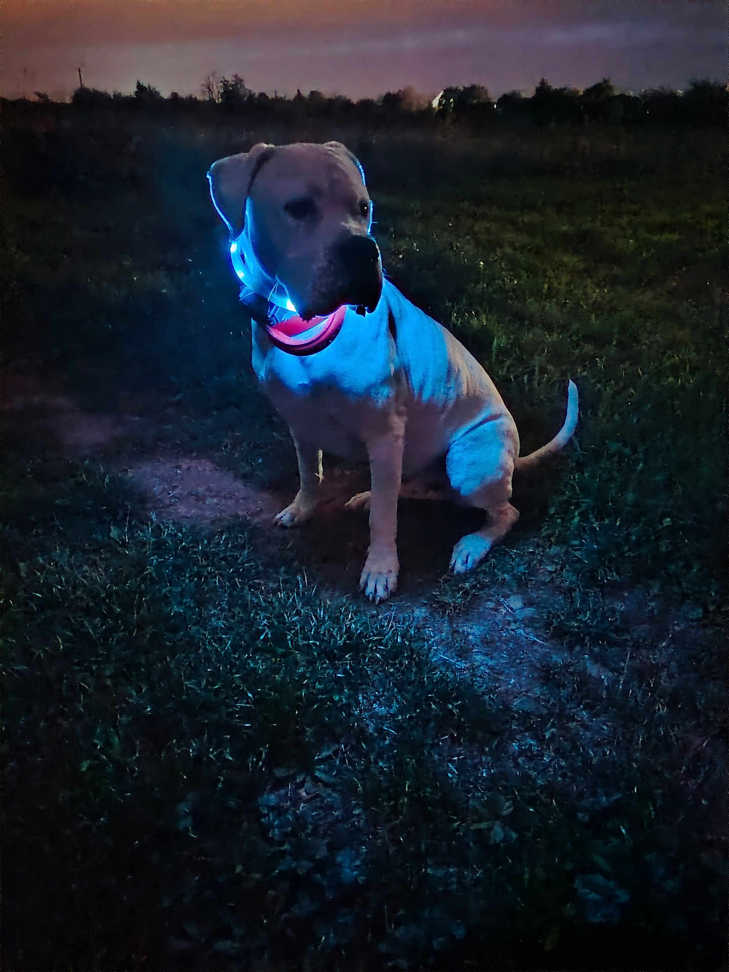 Toro a rejoint le concours — aidez-le/la à gagner de superbes lots ! dog, animal, collar, glowing, night, outdoor, grass, canine, pet, sitting, dark, blue_light, evening, field, muzzle, tail, ears, alert, quiet, nature