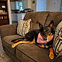 Zoe is registered to the contest to win money with this photo: dog, couch, living_room, brown_couch, pink_bandana, pillow, patterned_pillow, indoor, pet, canine, relaxed, home_interior, floor, wood_floor, kitchen, cabinet, door, decor, furniture, animal